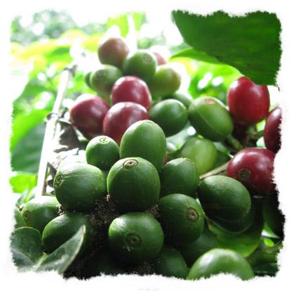 pacamara